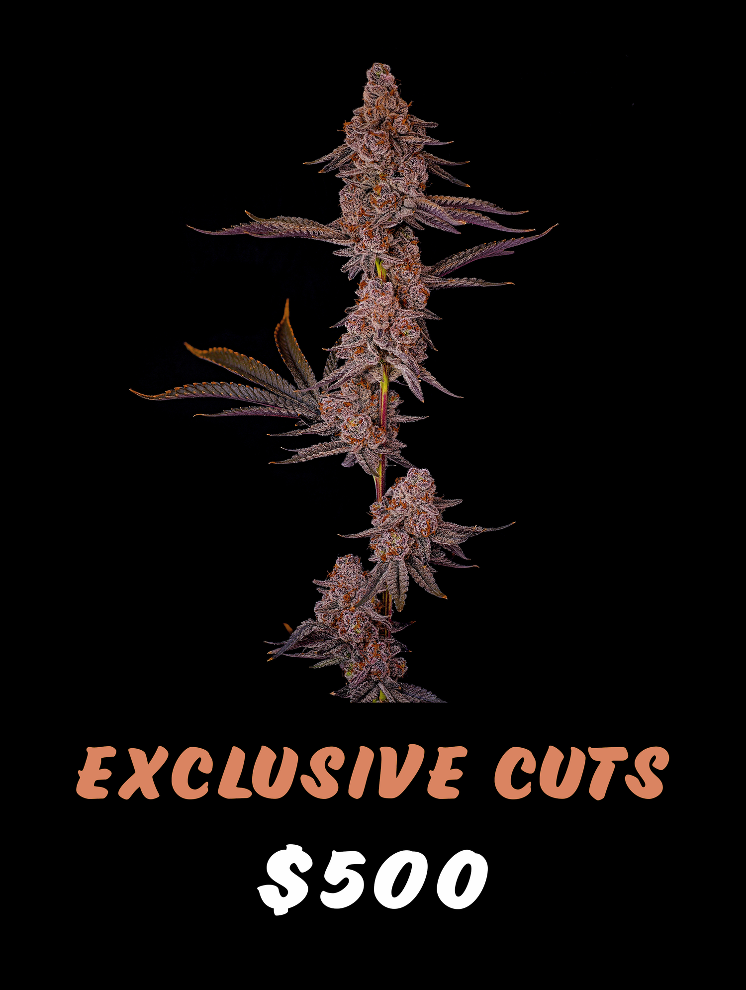 EXCLUSIVE CUTS