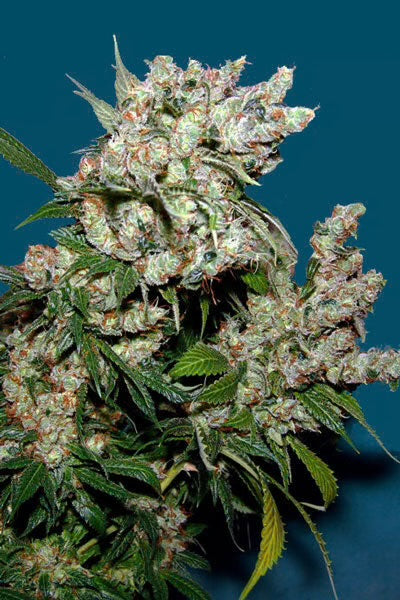 NYC DIESEL