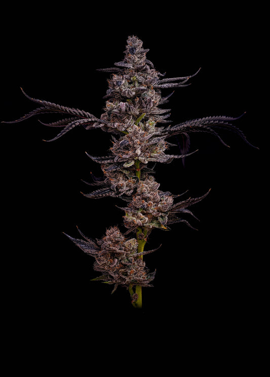 BLACK CHERRY GELATO