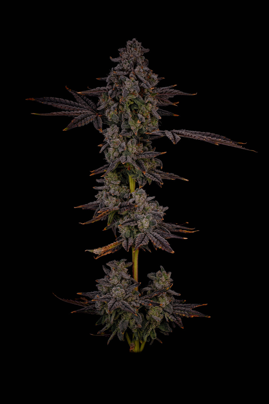 Infinity Linx Flower TIER • 1 – Page 2 – The Clone Depot