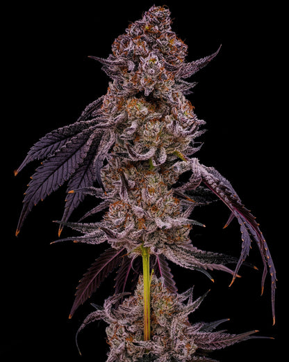 LEMON OREOZ